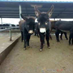 广州肉驴养殖场销售肉驴 肉驴苗 成品驴包邮