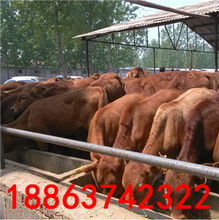 大型肉牛养殖基地长年出售鲁西黄牛犊价格价格,产品报价