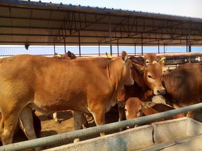 鲁西黄牛,小黄牛价格图片,鲁西黄牛,小黄牛价格高清图片 郓城县三信养殖场,