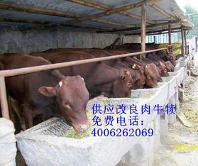 良种牛羊毛驴 提供养殖技术 牛羊咨询热线 肉驴养殖场 肉牛